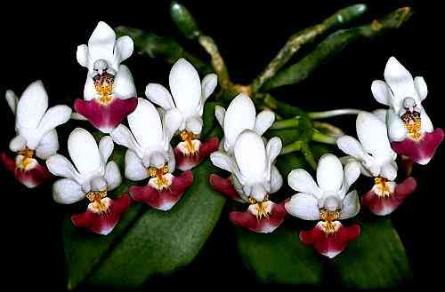 Phalaenopsis parishii